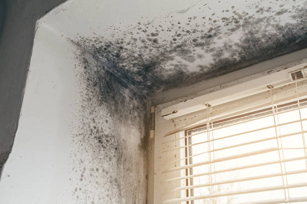 Affordable Crawl Space Mold Remediation solutions in Triangle, VA